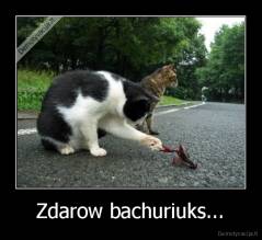 Zdarow bachuriuks... - 