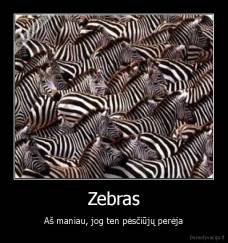 Zebras - Aš maniau, jog ten pėsčiūjų perėja