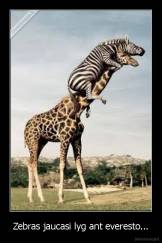 Zebras jaucasi lyg ant everesto... - 