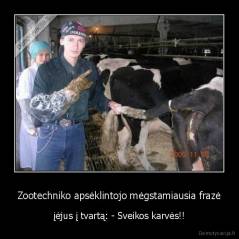 Zootechniko apsėklintojo mėgstamiausia frazė - įėjus į tvartą: - Sveikos karvės!!