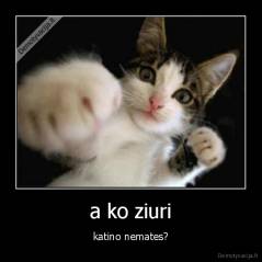 a ko ziuri - katino nemates?