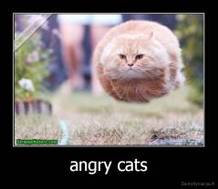 angry cats - 