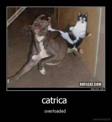 catrica  - overloaded 
