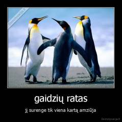 gaidzių ratas - jį surenge tik viena kartą amziūja