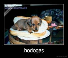 hodogas - 