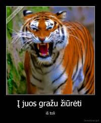 Į juos gražu žiūrėti  - iš toli