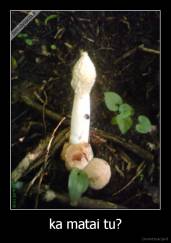 ka matai tu? - 