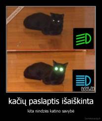 kačių paslaptis išaiškinta - kita nindzės katino savybė
