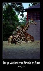 kaip vadiname žirafa miške - Nelegalu