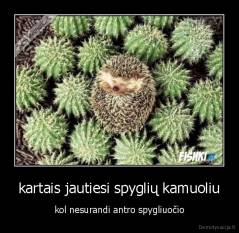 kartais jautiesi spyglių kamuoliu - kol nesurandi antro spygliuočio