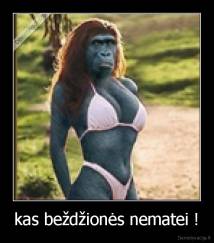 kas beždžionės nematei ! - 