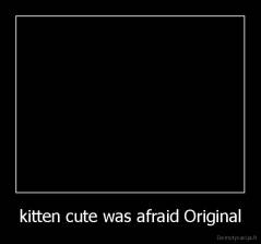 kitten cute was afraid Original - 