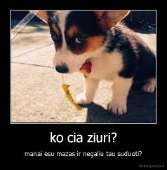 ko cia ziuri? - manai esu mazas ir negaliu tau suduoti?