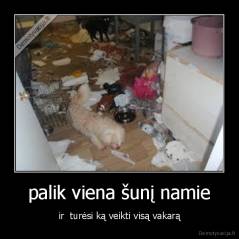 palik viena šunį namie - ir  turėsi ką veikti visą vakarą
