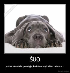 ŠUO - yra tas vienintelis pasaulyje, kuris tave myli labiau nei save...