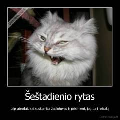 Šeštadienio rytas - taip atrodai, kai suskamba žadintuvas ir prisimeni, jog turi reikalų