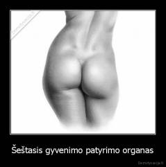 Šeštasis gyvenimo patyrimo organas - 