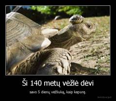 Ši 140 metų vėžlė dėvi - savo 5 dienų vėžliuką, kaip kepurę.