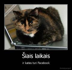 Šiais laikais - ir katės turi Facebook