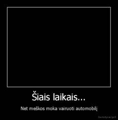 Šiais laikais... - Net meškos moka vairuoti automobilį