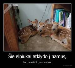 Šie elniukai atklydo į namus, - kad pasislėptų nuo audros.