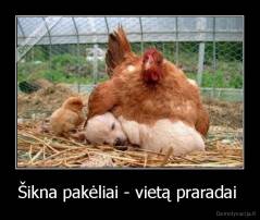 Šikna pakėliai - vietą praradai  - 