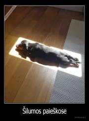 Šilumos paieškose - 