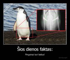 Šios dienos faktas: - Pingvinai turi kelius!