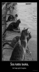 Šios katės laukia, - kol žvejai grįš iš žvejybos.