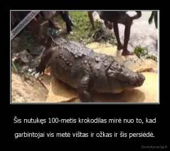 Šis nutukęs 100-metis krokodilas mirė nuo to, kad - garbintojai vis metė vištas ir ožkas ir šis persiėdė.