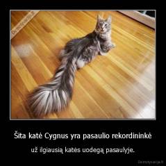 Šita katė Cygnus yra pasaulio rekordininkė - už ilgiausią katės uodegą pasaulyje.