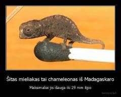 Šitas mieliakas tai chameleonas iš Madagaskaro - Maksimaliai jis išauga iki 29 mm ilgio