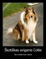Škotiškas aviganis Collie - Tau visada bus Lassie