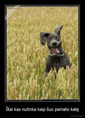 Štai kas nutinka kaip šuo pamato katę - 