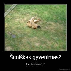 Šuniškas gyvenimas? - Gal keičiamės?