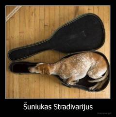 Šuniukas Stradivarijus - 