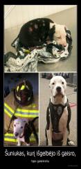 Šuniukas, kurį išgelbėjo iš gaisro, - tapo gaisrininku