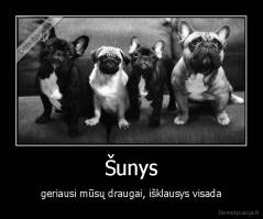 Šunys - geriausi mūsų draugai, išklausys visada