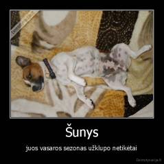 Šunys - juos vasaros sezonas užklupo netikėtai