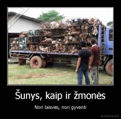 Šunys, kaip ir žmonės - Nori laisvės, nori gyventi