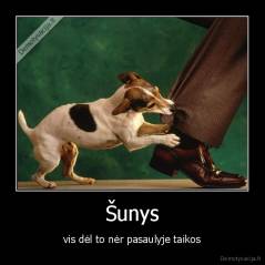 Šunys - vis dėl to nėr pasaulyje taikos