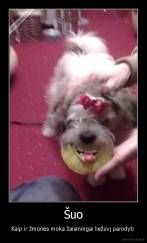 Šuo - Kaip ir žmonės moka žaismingai liežuvį parodyti 