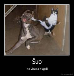 Šuo - Ne visada nugali