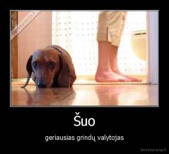 Šuo - geriausias grindų valytojas