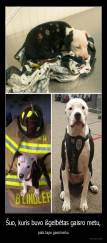 Šuo, kuris buvo išgelbėtas gaisro metu, - pats tapo gaisrininku