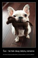 Šuo - tai tiek daug dalykų viename: - Geriausias draugas,guodėjas,žaidimų draugas,radiatorius,mylintis padėjėjas...