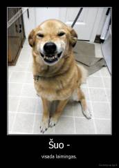 Šuo - - visada laimingas.