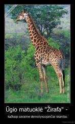 Ūgio matuoklė "Žirafa" -  - kažkaip savaime demotyvuojančiai skamba.