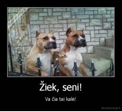 Žiek, seni! - Va čia tai kalė!