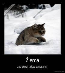 Žiema - Jau senai laikas pavasariui